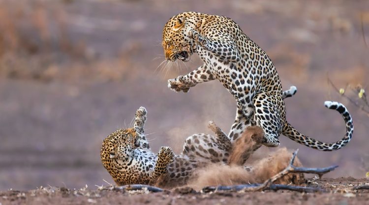 Dream Safari Season Commences at Botswana’s Mashatu - TOURISMAFRICA.org